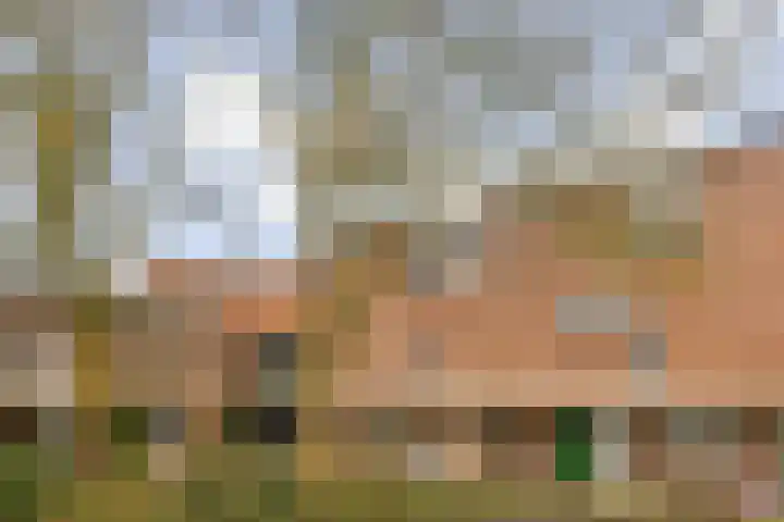 Castor 60 Berkel en Rodenrijs thumbnail 4