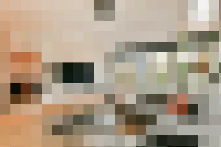 Castor 60 Berkel en Rodenrijs thumbnail 8
