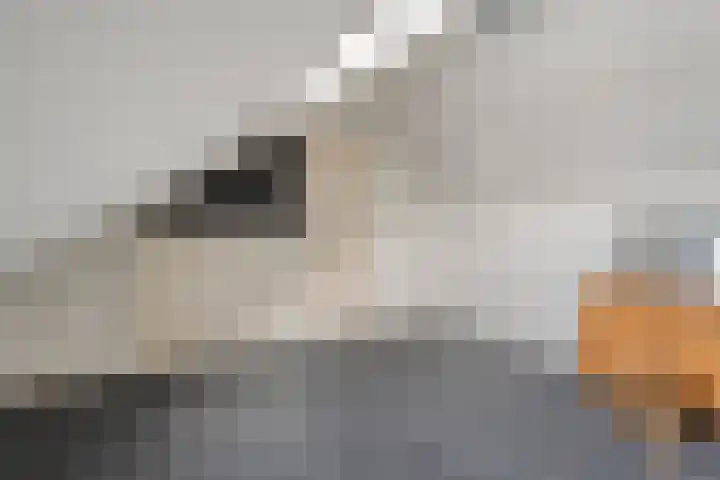 Castorstraat 9 Hardenberg thumbnail 34
