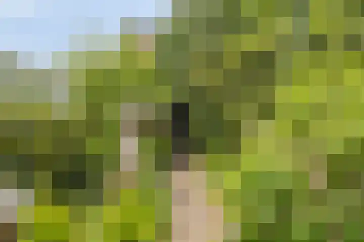 Castorweg 257 Hengelo thumbnail 41