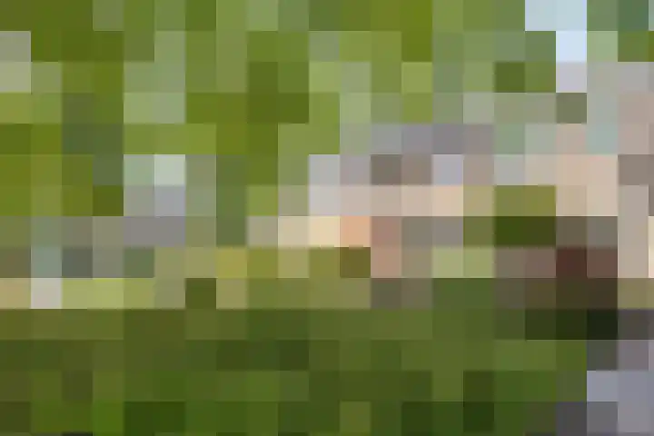 Castricumhof 41 Arnhem thumbnail 46
