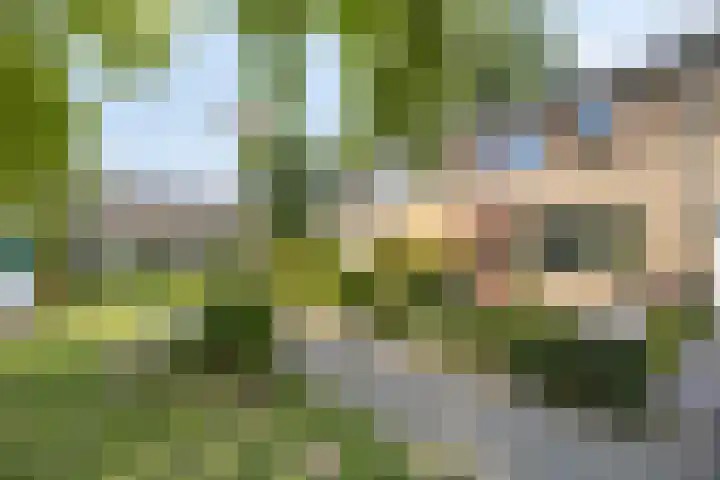 Castricumhof 41 Arnhem thumbnail 7