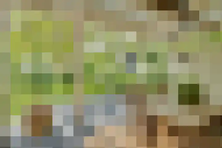 Catalijneweg 47 Borssele thumbnail 29