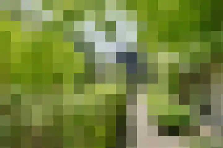 Catalijneweg 47 Borssele thumbnail 34