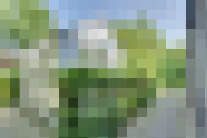 Catalijneweg 47 Borssele thumbnail 36
