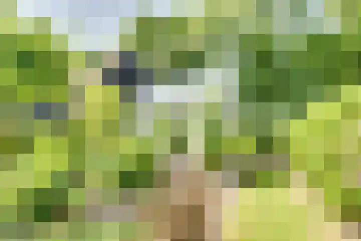 Catalijneweg 47 Borssele thumbnail 37
