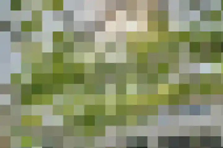 Catalijneweg 47 Borssele thumbnail 40