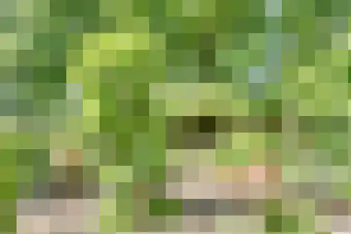 Catalijneweg 47 Borssele thumbnail 41