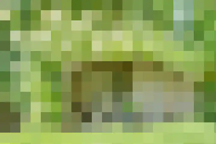 Catalijneweg 47 Borssele thumbnail 42