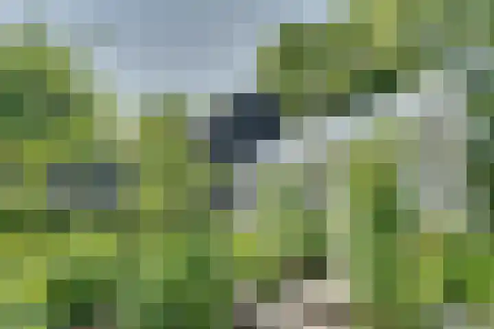 Catalijneweg 47 Borssele thumbnail 43