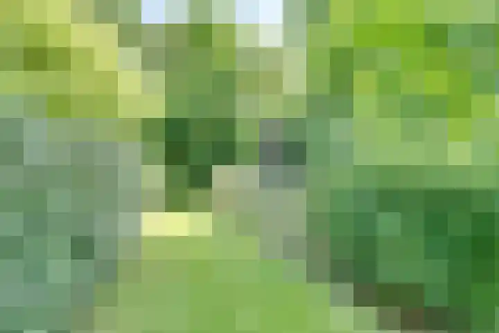 Catalijneweg 47 Borssele thumbnail 47
