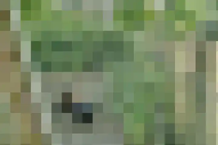 Catalijneweg 47 Borssele thumbnail 48