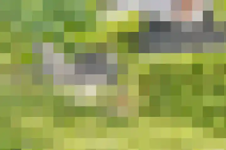 Catalijneweg 47 Borssele thumbnail 52