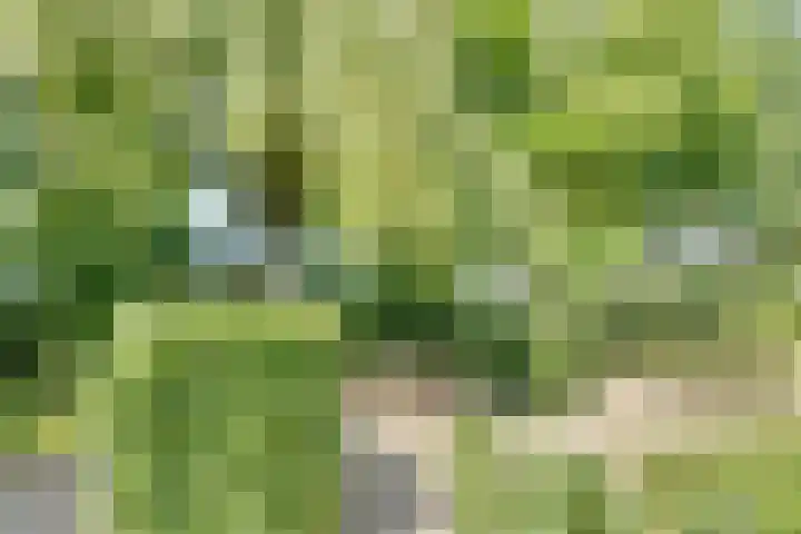 Catalijneweg 47 Borssele thumbnail 57