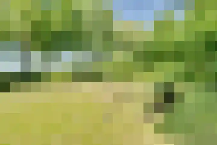 Catalijneweg 47 Borssele thumbnail 63