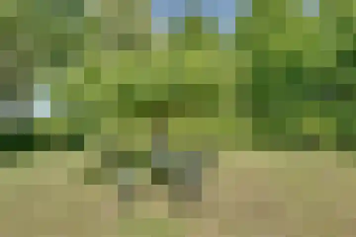 Catalijneweg 47 Borssele thumbnail 64