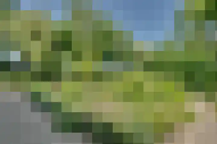Catalijneweg 47 Borssele thumbnail 66