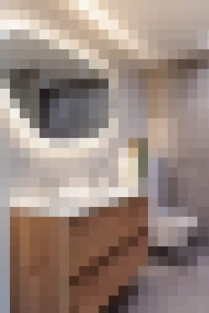 Catharina van Zoelenstraat 25 Rotterdam thumbnail 33