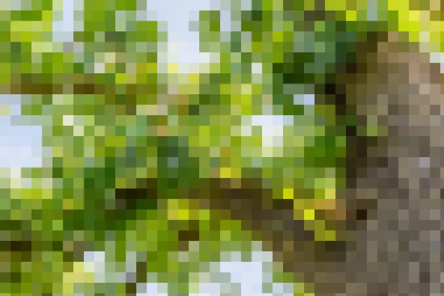 Catharinastraat 9 Wehl thumbnail 38