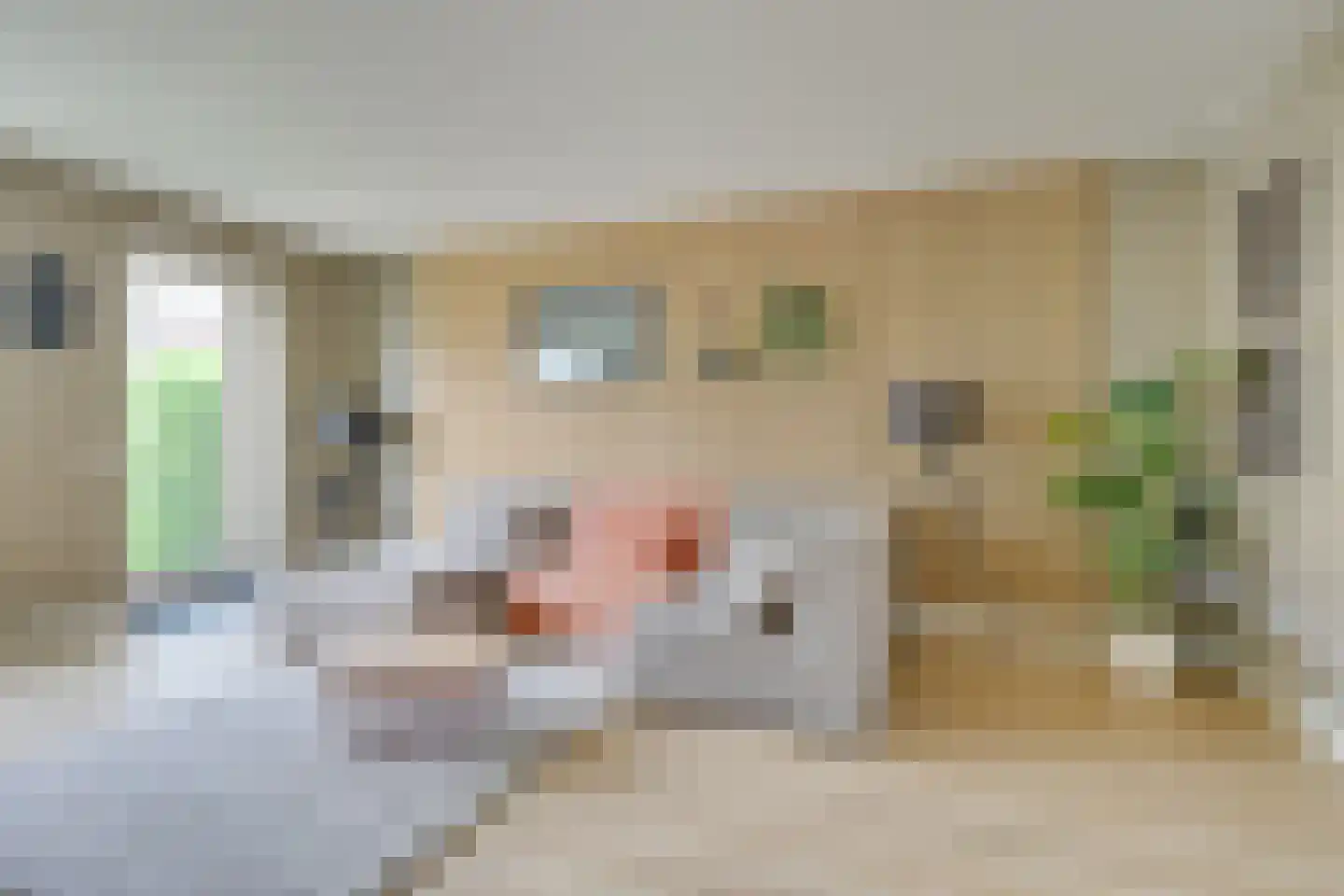 Catshoek 5 Alkmaar thumbnail 10