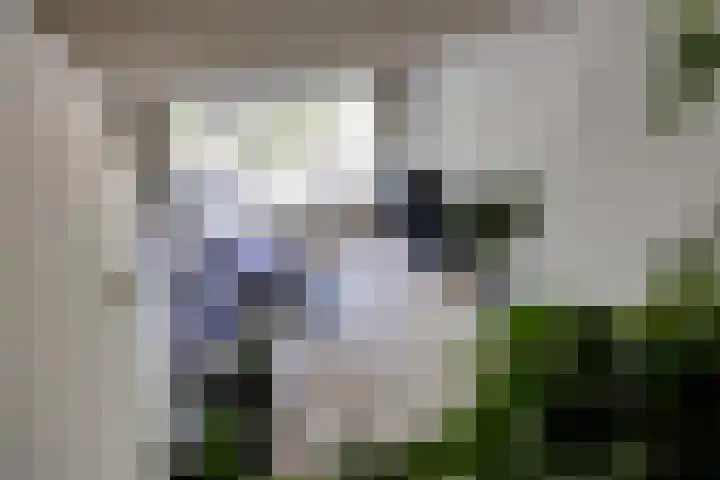 Catsveld 113 Gouda thumbnail 17