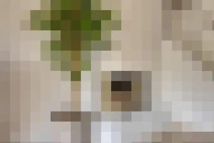 Catsveld 113 Gouda thumbnail 5