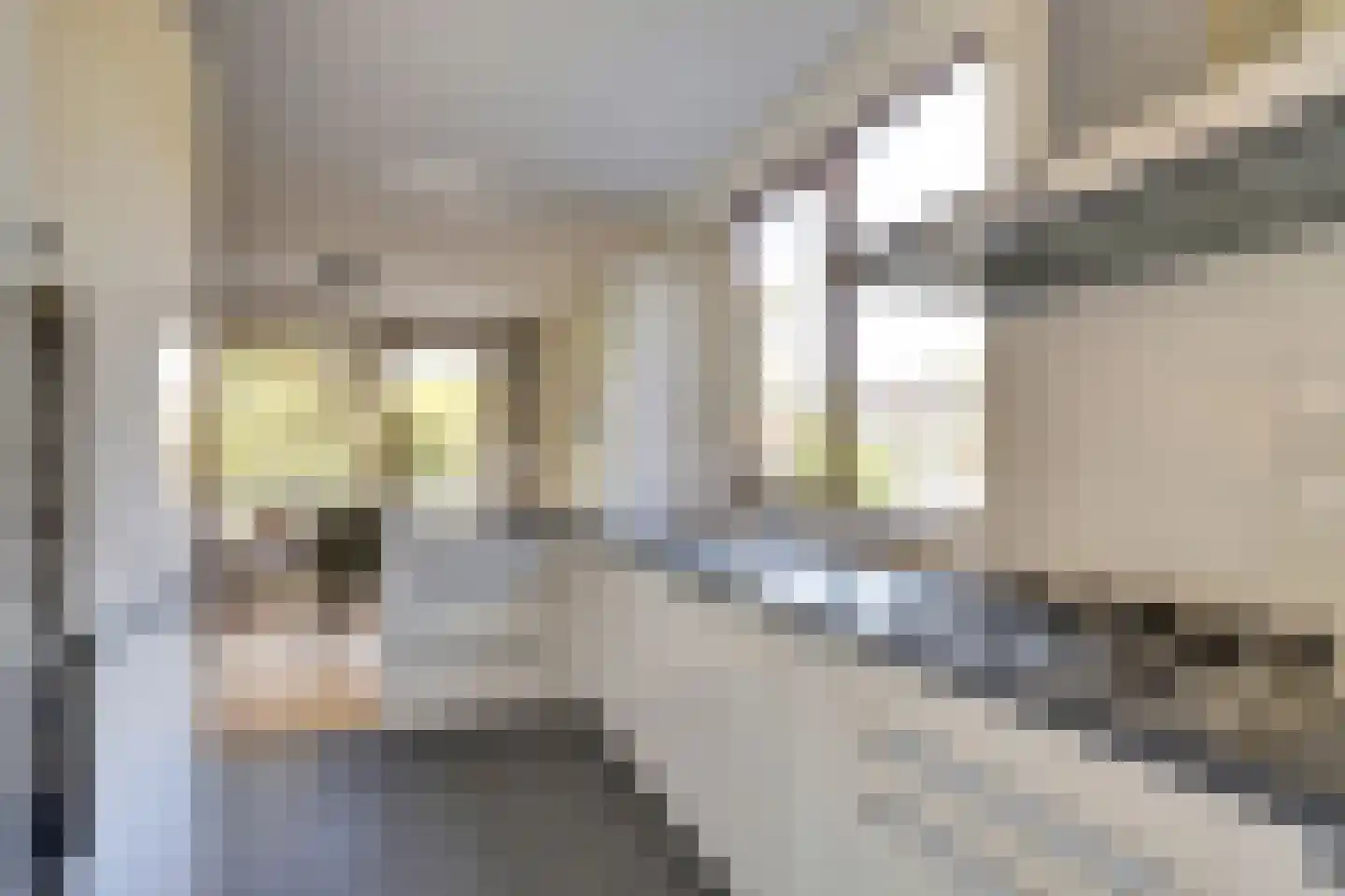 Catsveld 142 Gouda thumbnail 6