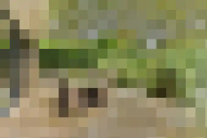 Catsveld 31 Gouda thumbnail 25