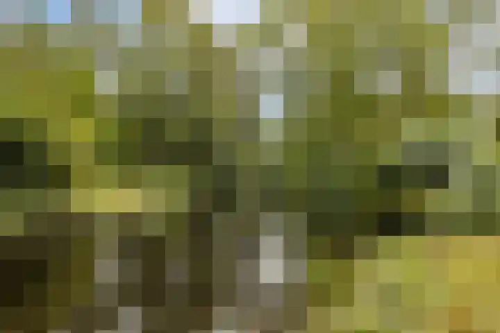 Catsveld 31 Gouda thumbnail 30