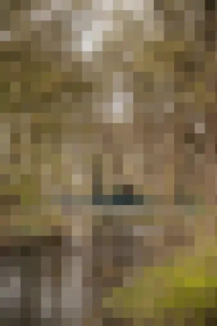 Catsveld 53 Gouda thumbnail 26