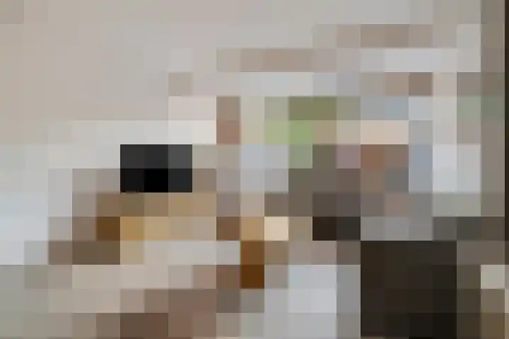 Catsveld 53 Gouda thumbnail 38