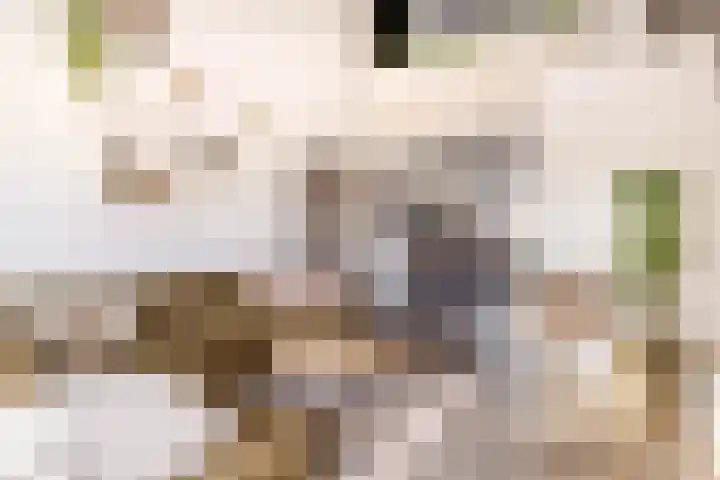 Catsveld 56 Gouda thumbnail 13
