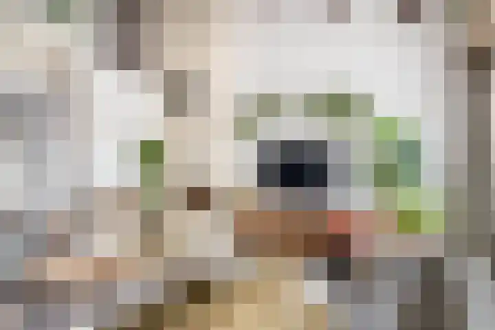 Catsveld 56 Gouda thumbnail 8