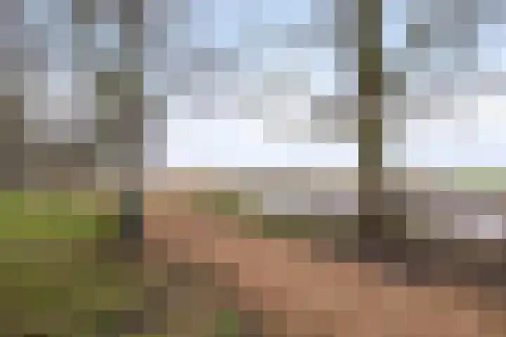 Catswende 88 Hillegom thumbnail 34