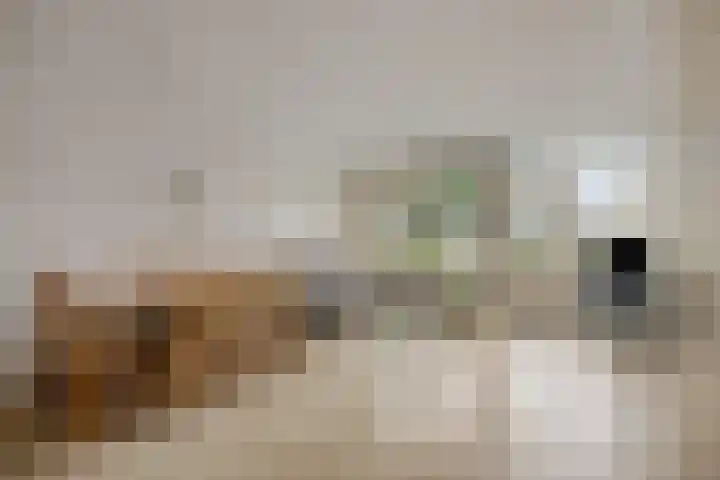 Catswende 88 Hillegom thumbnail 8