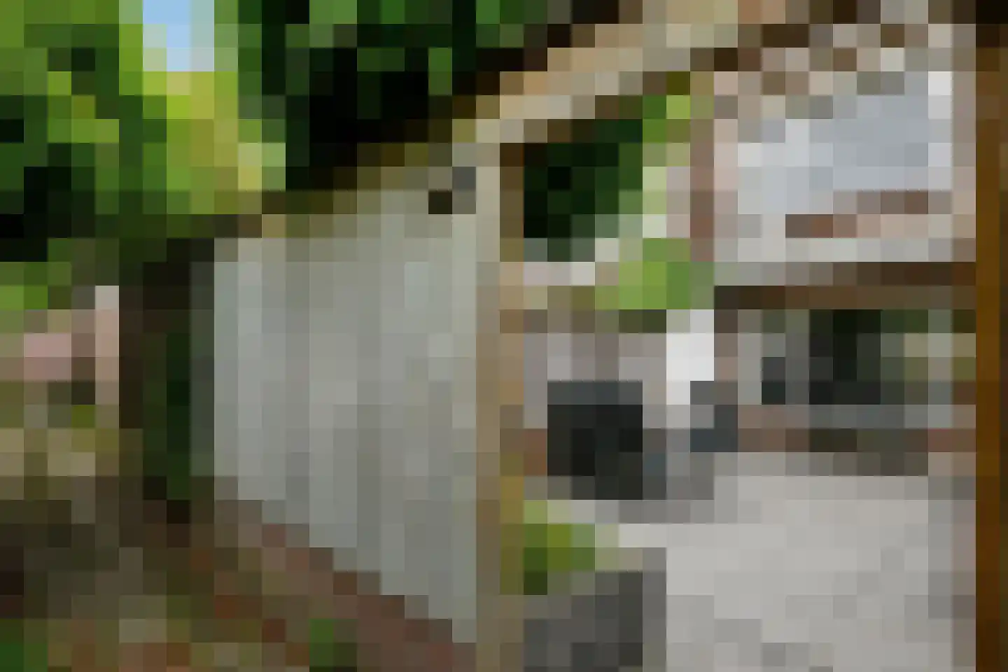 Cattepoelseweg 211 Arnhem thumbnail 19