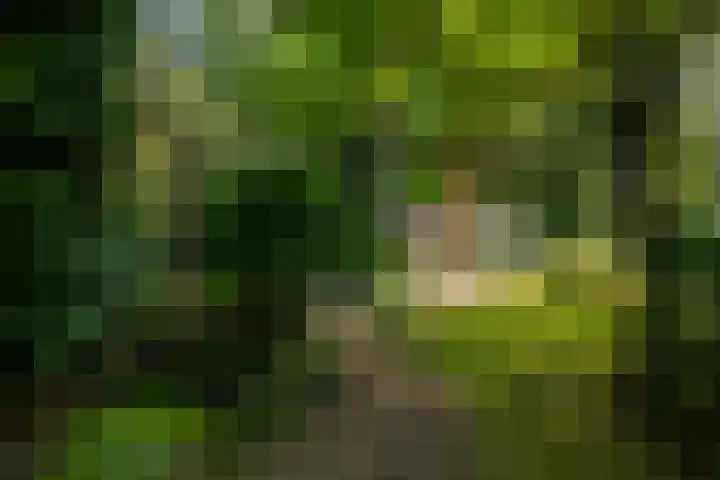 Cauwelaerseweg 3 b Ulvenhout AC thumbnail 36