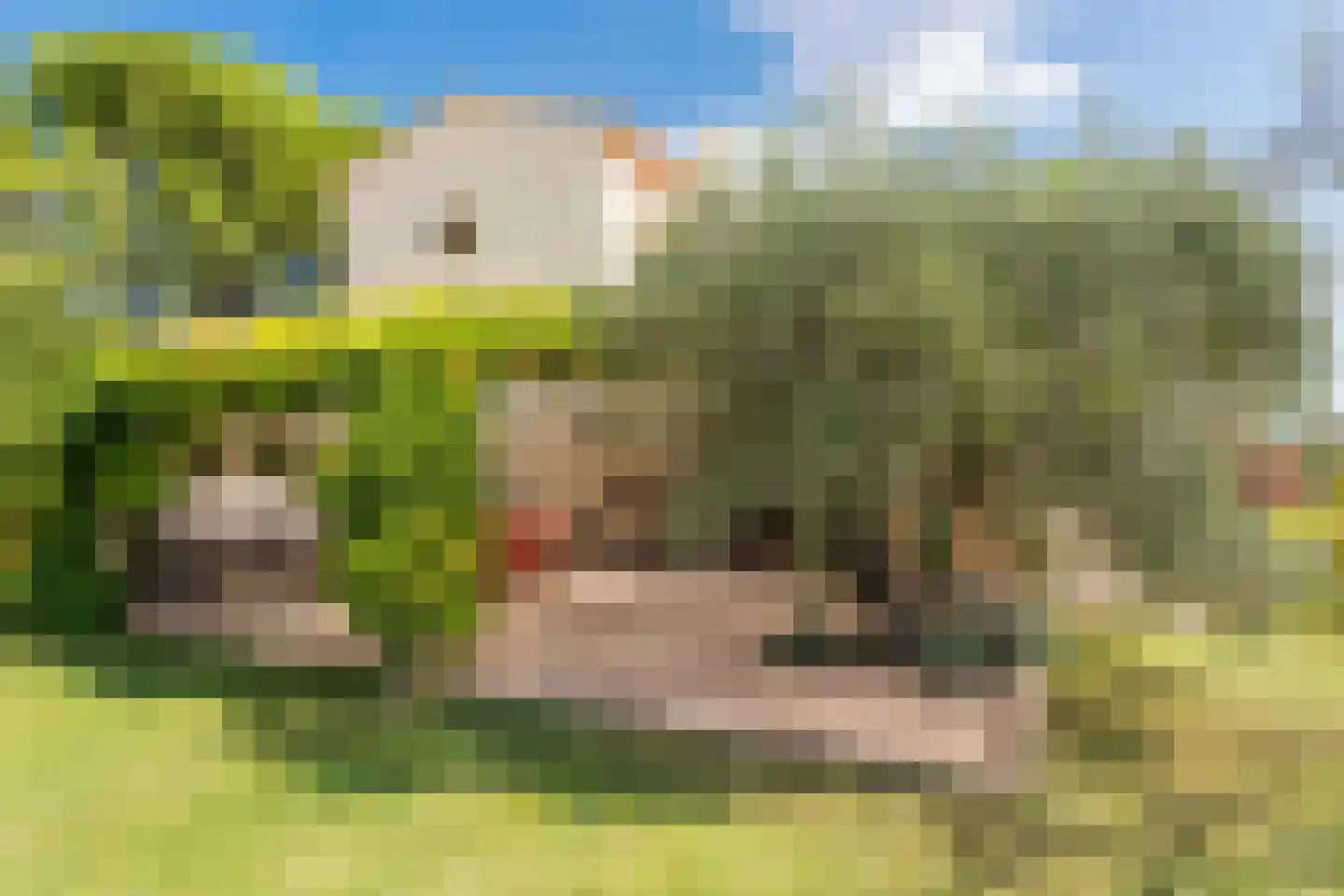 Cecile Goekoopstraat 97 Rijen thumbnail 58