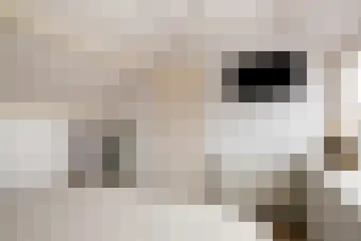 Ceciliastraat 57 Veldhoven thumbnail 34