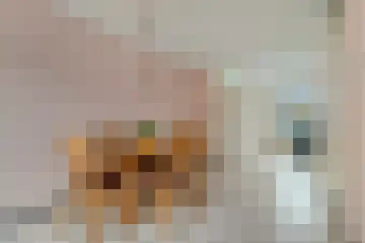 Ceder 95 Hoorn thumbnail 13