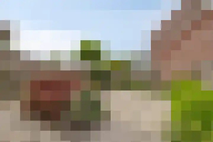Ceder 95 Hoorn thumbnail 34
