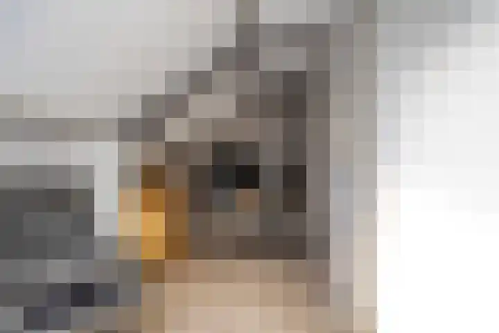 Cederhage 47 Stadskanaal thumbnail 38