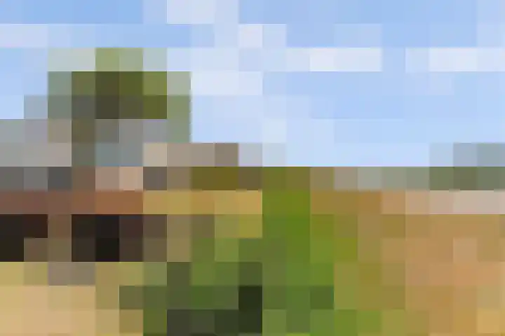 Cederlaan 1 Kamperland thumbnail 6