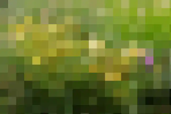 Cederlaan 13 Veenendaal thumbnail 58