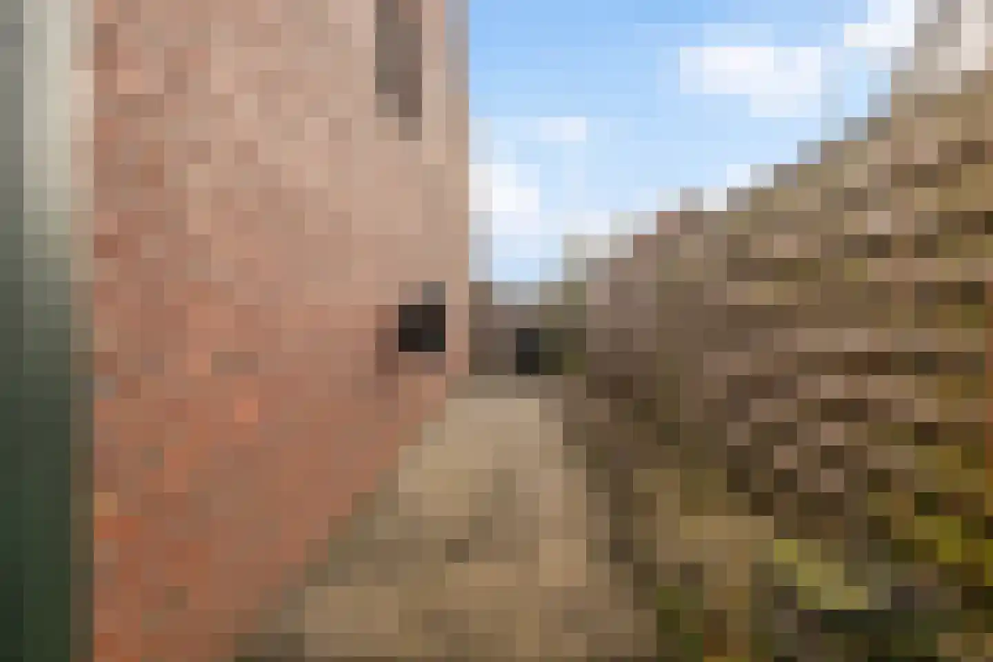 Cedrushôf 5 Stiens thumbnail 29