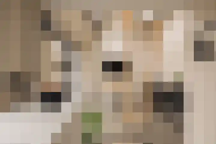 Ceintuurbaan 2 Huizen thumbnail 36