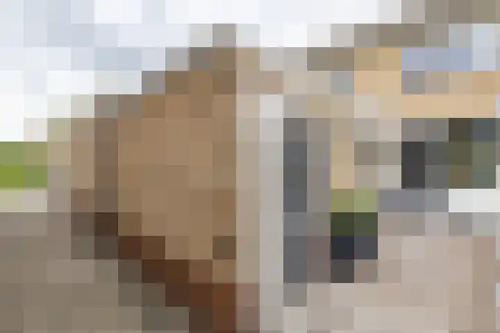 Ceintuurbaan West 37 Roden thumbnail 25