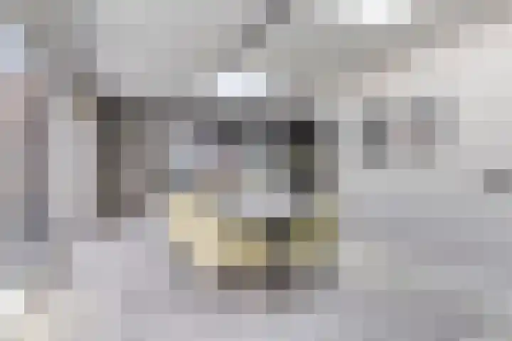 Celenhoek 4 Helmond thumbnail 28