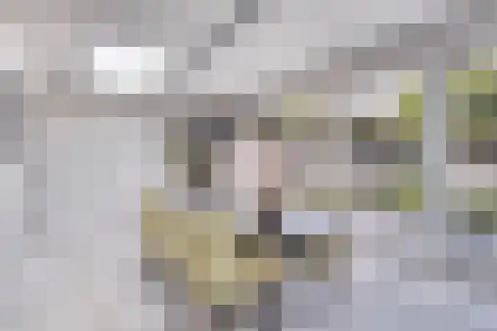 Celenhoek 4 Helmond thumbnail 4