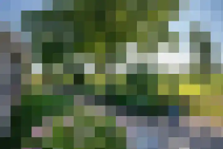 Cellemuiden 35 Hasselt thumbnail 38